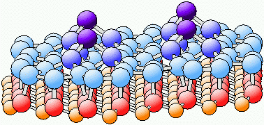 SiC Model